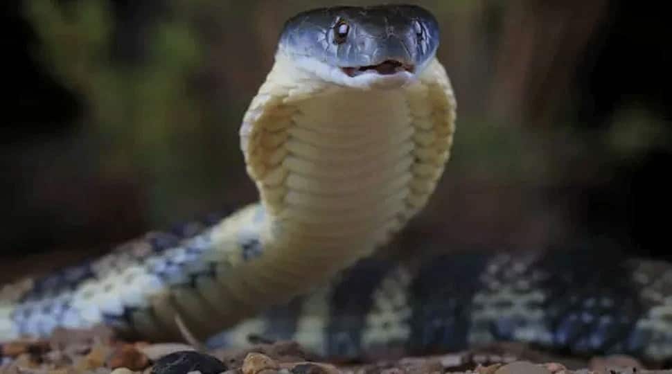 Dangerous Snakes Of The World இந்த பாம்புகள் கடித்தால் சில நொடிகளில்