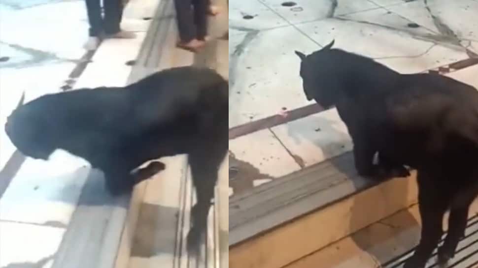Goat sincerely worshipping lord shiva in Uttar Pradesh Kanpur Viral ...