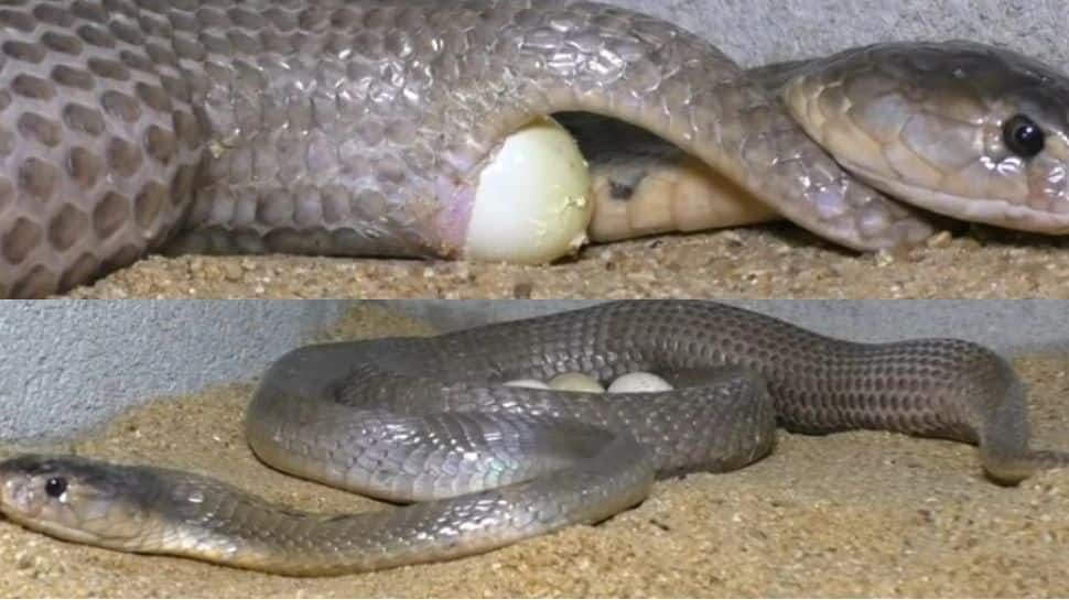 Viral Video of Cobra laying eggs | Viral Video: நாகப்பாம்பு முட்டையிட்டு பார்த்திருக்கீங்களா... வியப்பில் ஆழ்த்தும் அரிய வீடியோ! | Social News in Tamil