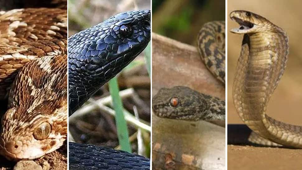 Five Most Dangerous Venomous Snake In The World Dangerous Snake