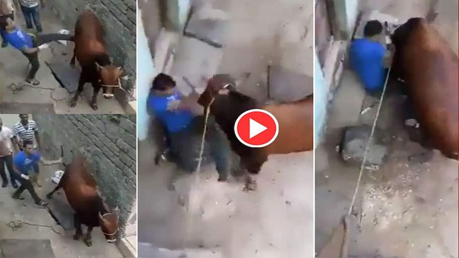 Cow Revenge Viral Video: Man Attacks Cow, See What the Cow Does in ...