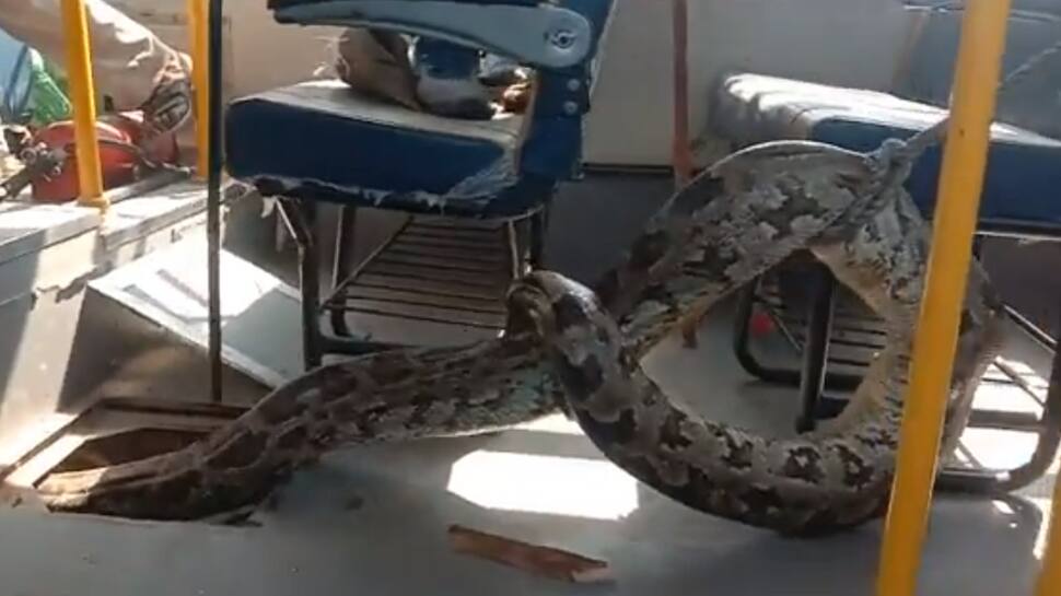 Huge Python caught in the School bus at Uttar pradesh Raebareli | ஆட்டுக்குட்டியை விழுங்கிவிட்டு பள்ளி பேருந்தில் படுத்திருந்த மலைப்பாம்பு வைரல் வீடியோ