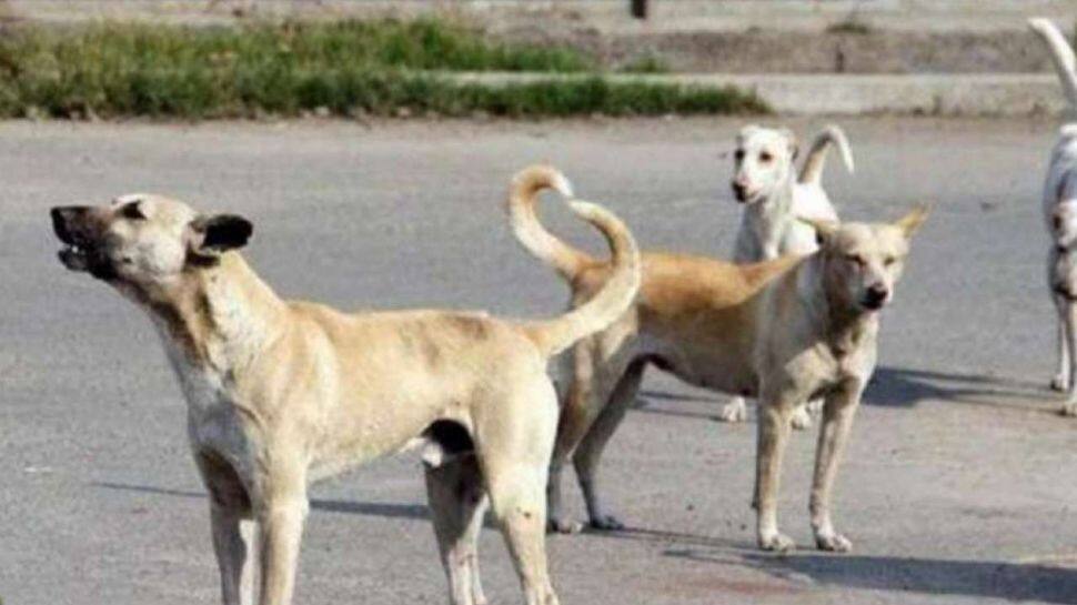 குழந்தையின் குடலை உருவிய நாய்! நாய்டாவில் நடந்த பயங்கர சம்பவம்!