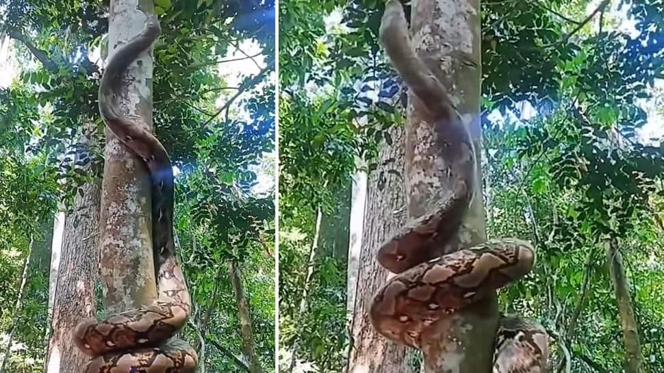Python Viral Video: Dangerous Python Climbs Tree, Netizens Shocked ...