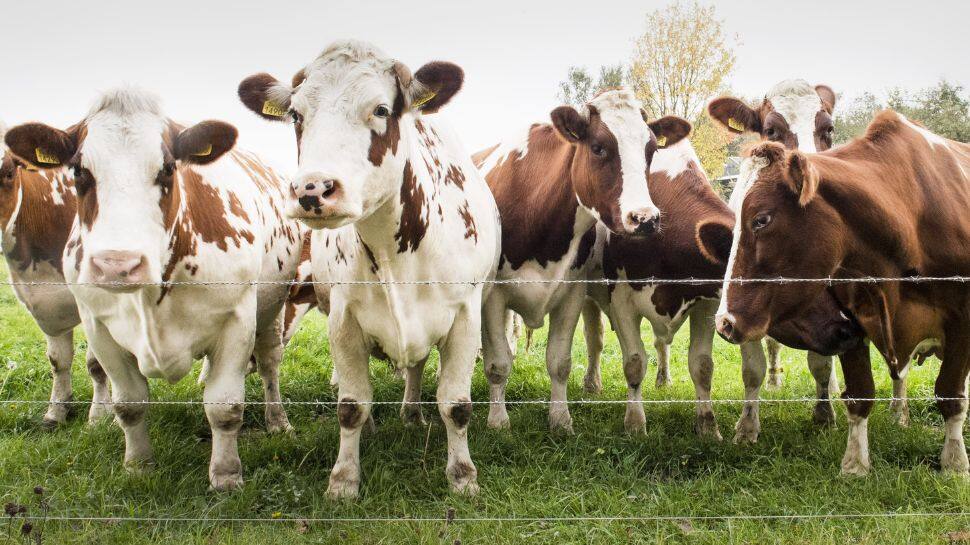 மாடுகள் விடும் ஏப்பத்திற்கு வரி.. போராட்டத்தில் இறங்கிய விவசாயிகள்! 