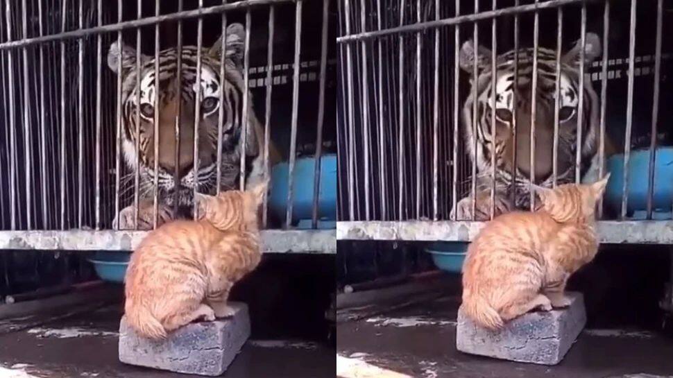 Funny Viral Video of Cat Scaring a Tiger Viral Video பூனையின்