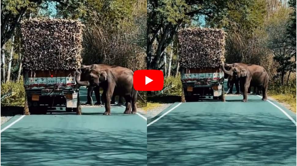 omg-elephant-stops-sugar-cane-lorry-video-goes-viral-google-trends