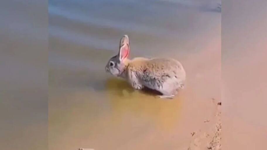 Unbelievable! Viral Video of Swimming Rabbit | Viral Video: முயல் தாவி ...