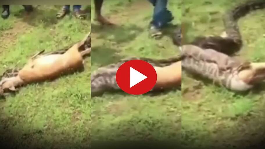 Viral Video: Python Swallows Deer, Netizens in Shock | கடிக்க வேண்டாம் ...