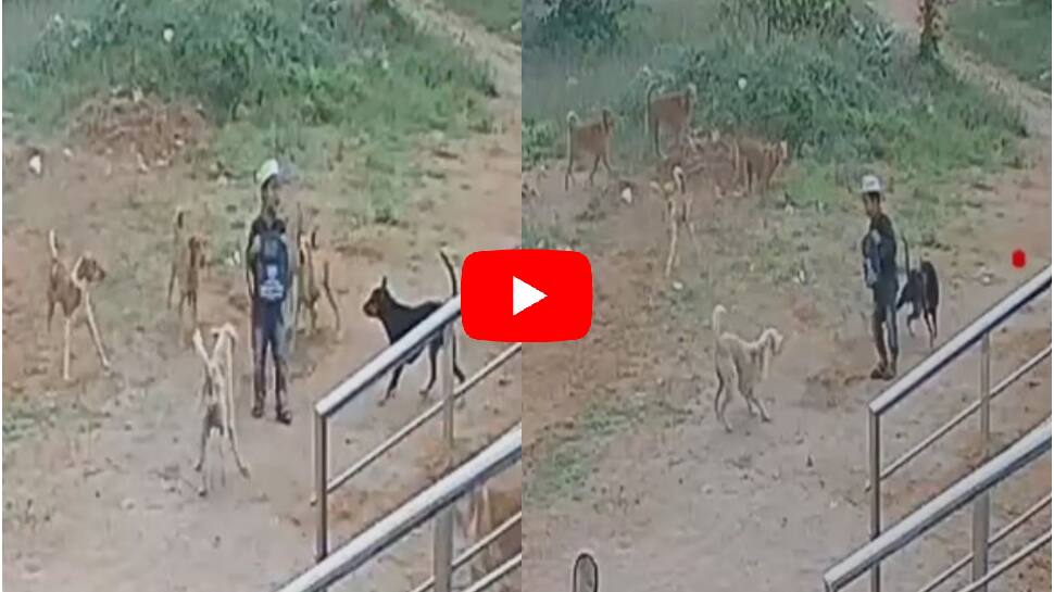 வடிவேலுவை போல சிறுவனை ரவுண்டு கட்டிய நாய்கள்!