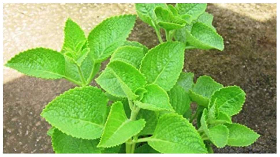 Karpooravalli Leaves Benefits இந்த மூலிகை இலையில் எக்கச்செக்க