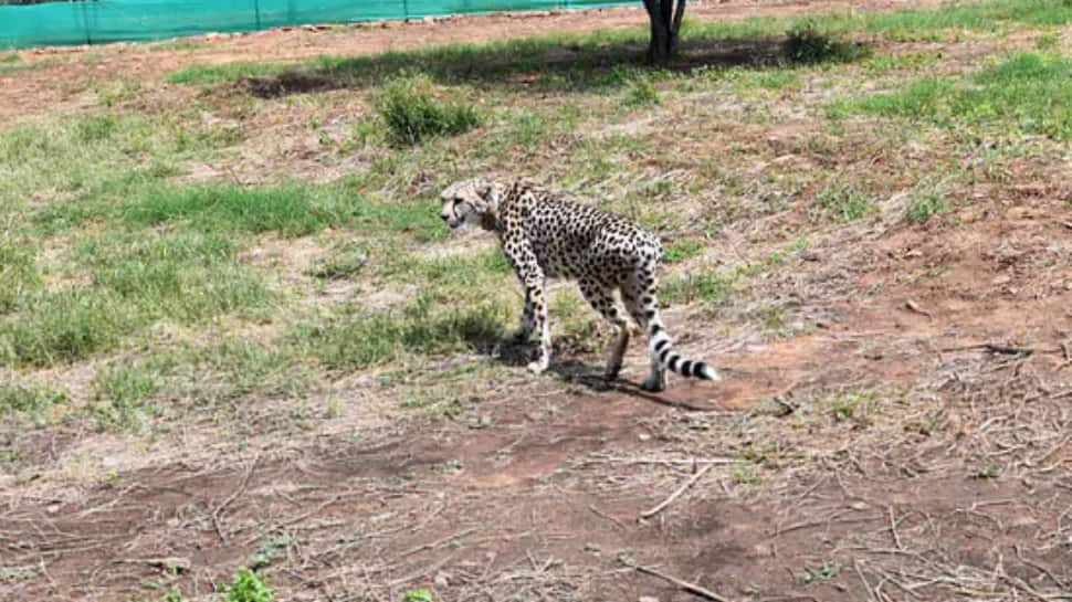 இந்தியா வந்த சிறுத்தை... கலைந்தது கர்ப்பம் - நடந்தது என்ன ? 