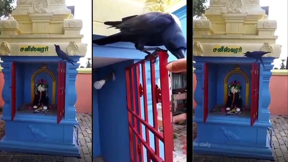 சனி பகவான் அபிஷேக பாலை தினம் கேட்டு வாங்கி அருந்தும் ‘அதிசய’ காகம்!