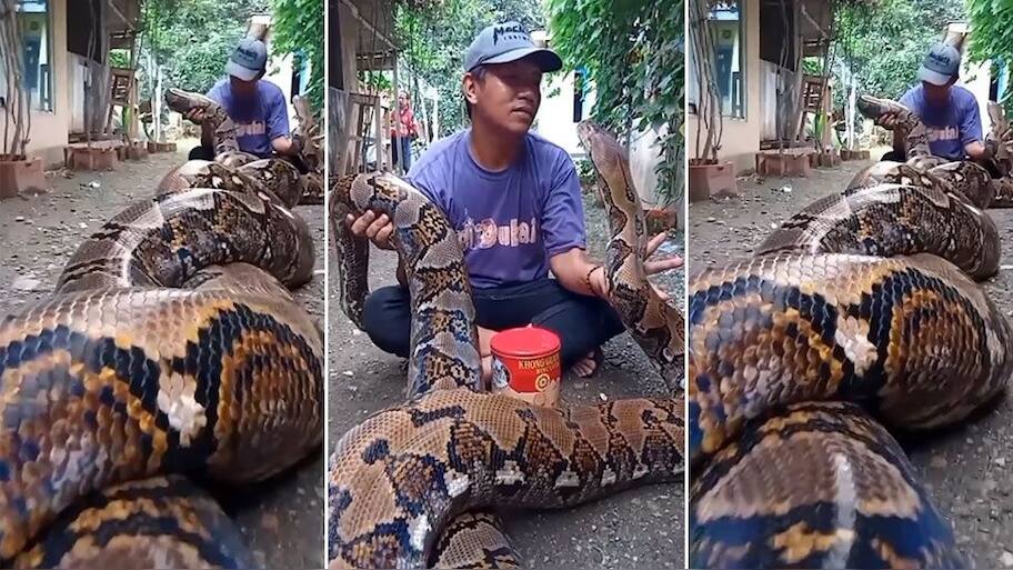 Python Viral Video: Man Holding Python on His Lap | Viral Video: மிகப் ...