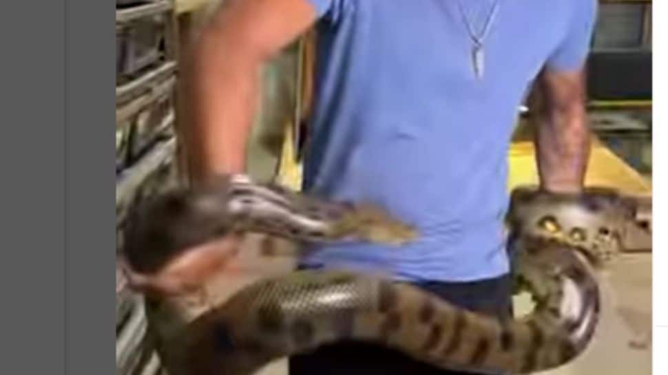 Anaconda bites man multiple times, video viral அணகோண்டா பாம்பிடம்