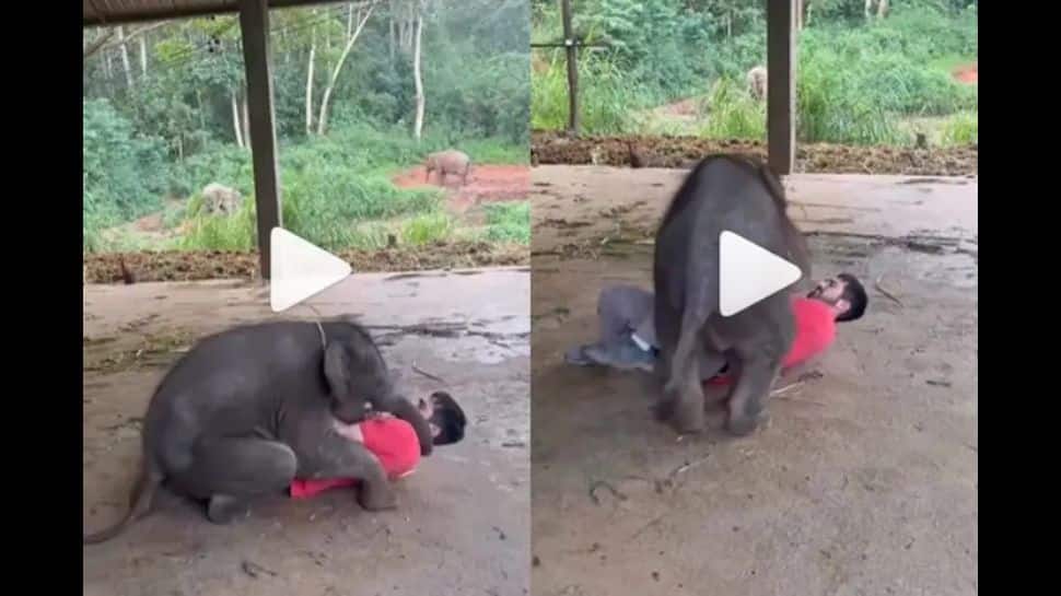 Funny Video of Baby Elephant Cuddling a Man Viral Video ஸ்ப்ப்பா