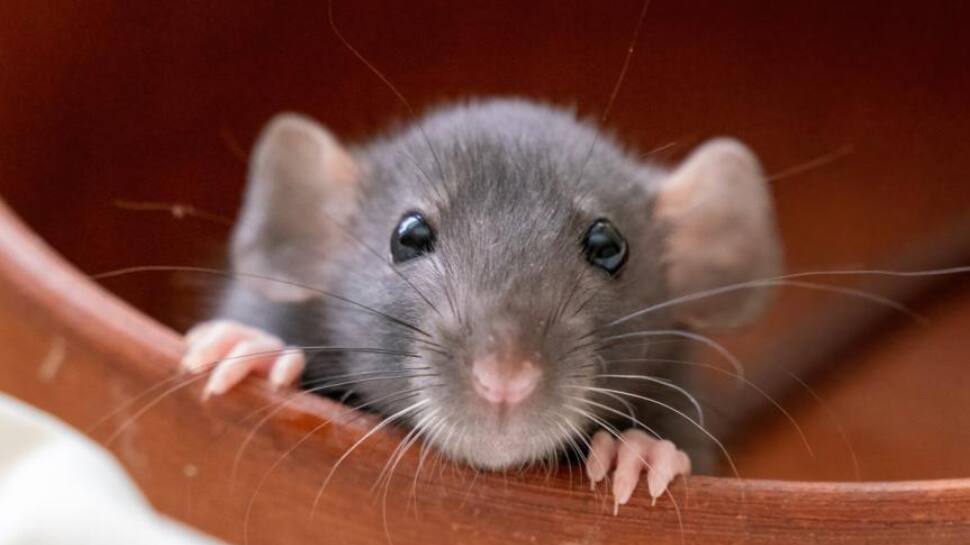 500 கிலோ கஞ்சாவை தின்று ஏப்பம் விட்ட எலிகள்  - போலீஸ் வினோத விளக்கம்