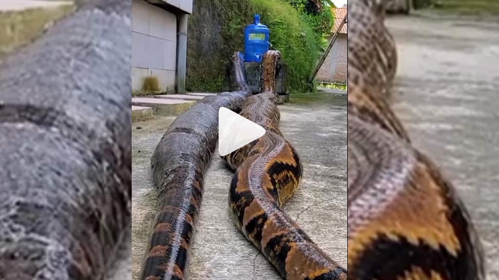 18 feet gaint python boa video goes viral | மெதுவாக ஊர்ந்து போகும் 18 ...