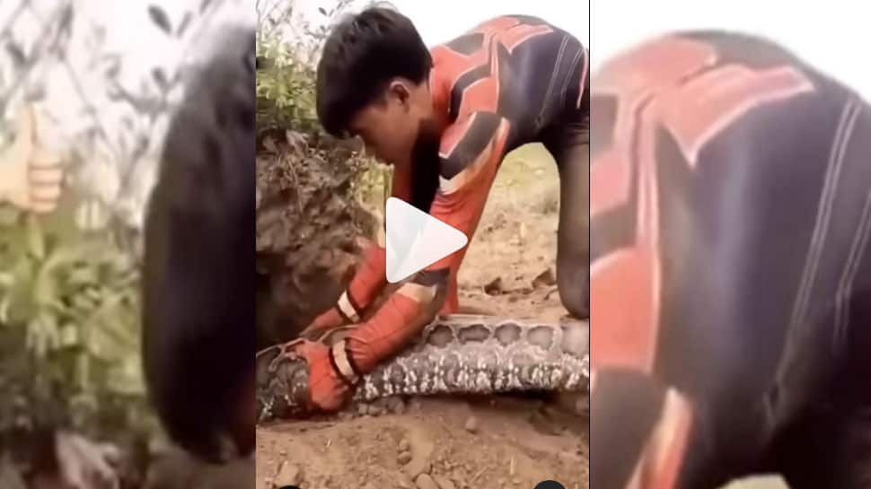 Python And Man Viral Video | Python பாம்பிடம் வம்பு, அப்புறம் என்னாச்சி ...