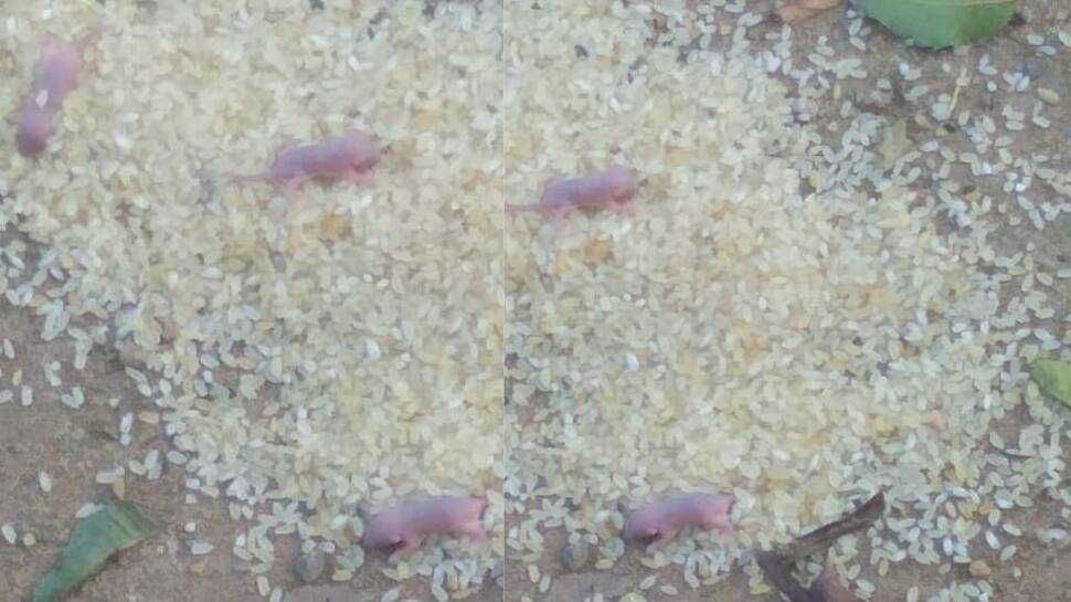 அதிர்ச்சி... ரேசன் அரிசியில் எலி குஞ்சுகள்... புலம்பும் பொதுமக்கள்