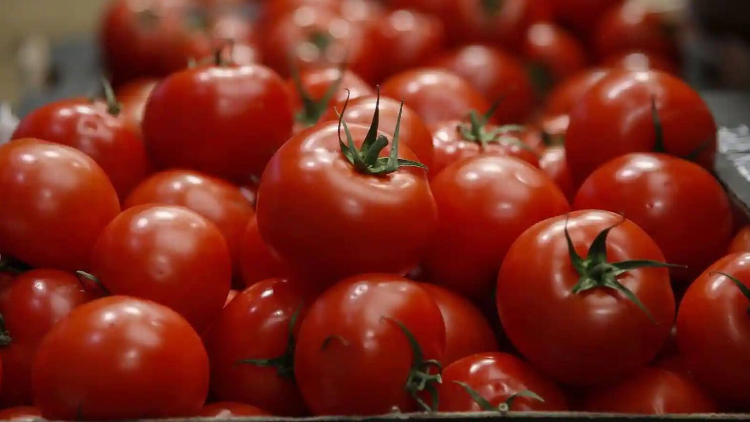 Tips To Keep Tomatoes From Spoiling For A Long Days தக்காளி நீண்ட