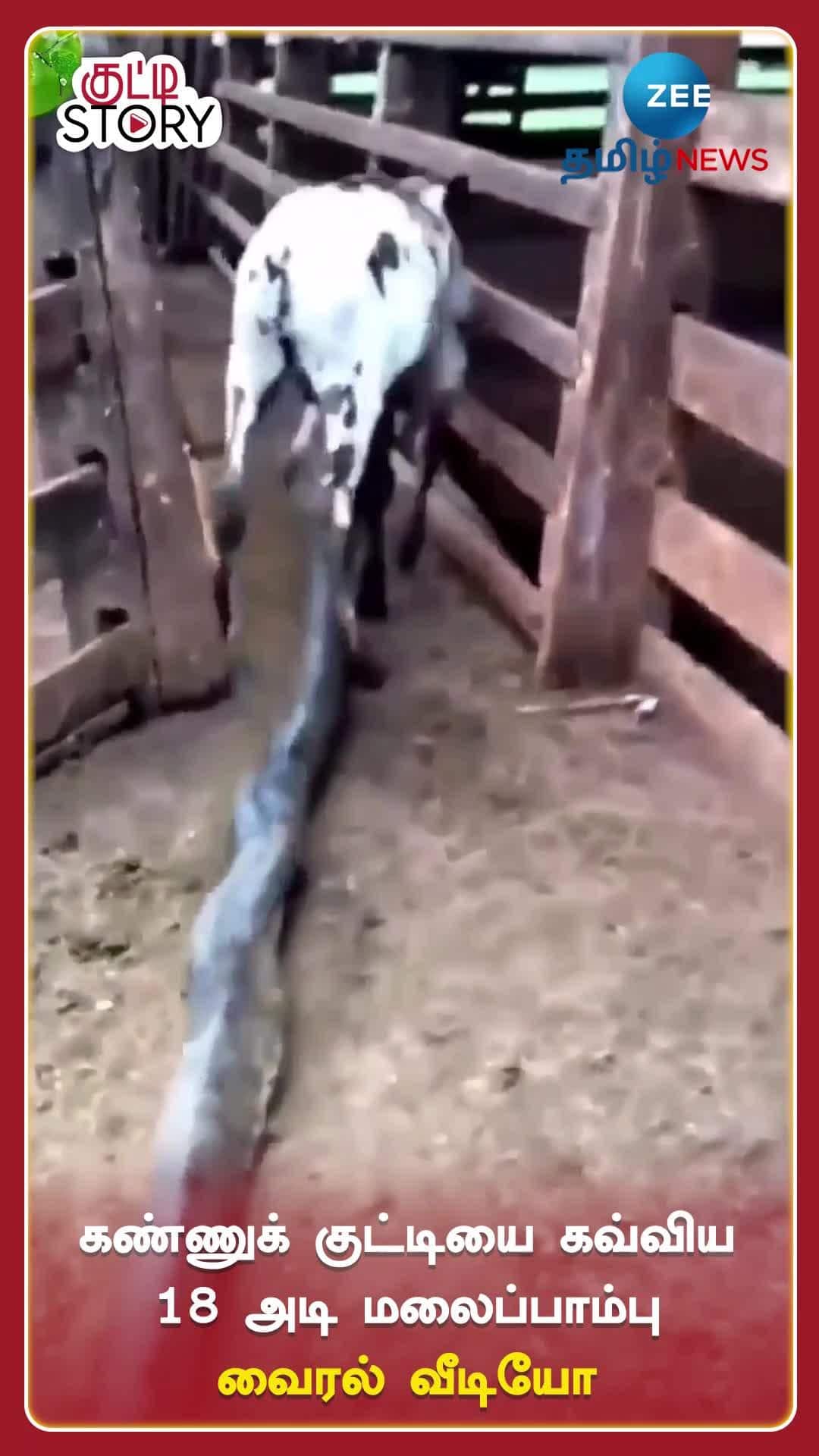 python catches cow neck video goes viral | கண்ணுக் குட்டியை கவ்விய 18 ...