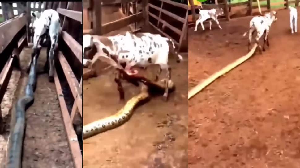 Python and Cow Video | திக்..திக் நொடிகள்..கண்ணுக் குட்டியை கவ்விய 18 ...
