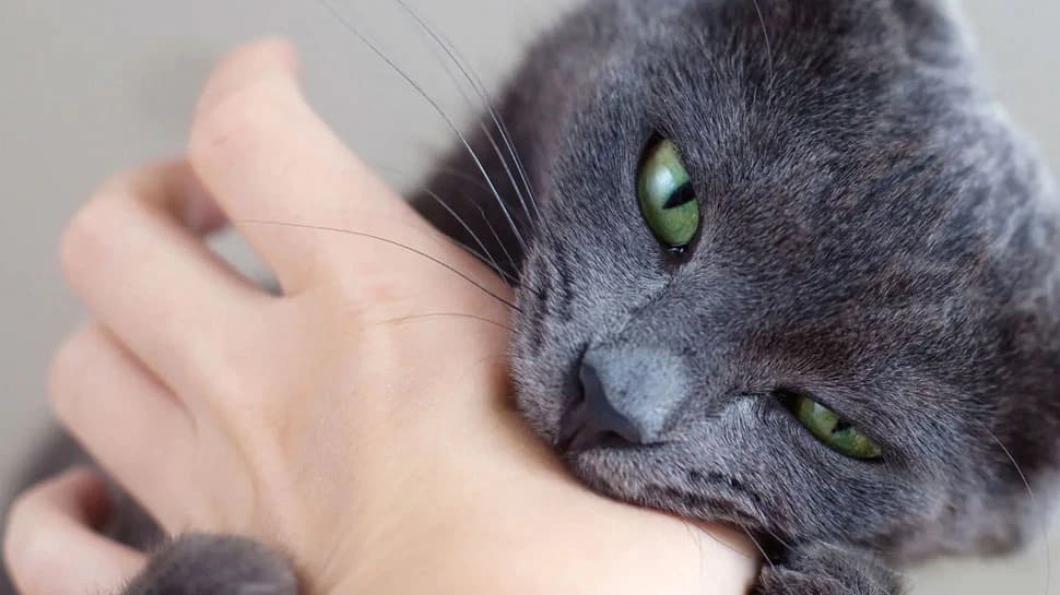 Cat Bite : பூனை கடித்தால் வந்த ஆபத்து... கதரும் குடும்பம் - கவனமா இருங்க!