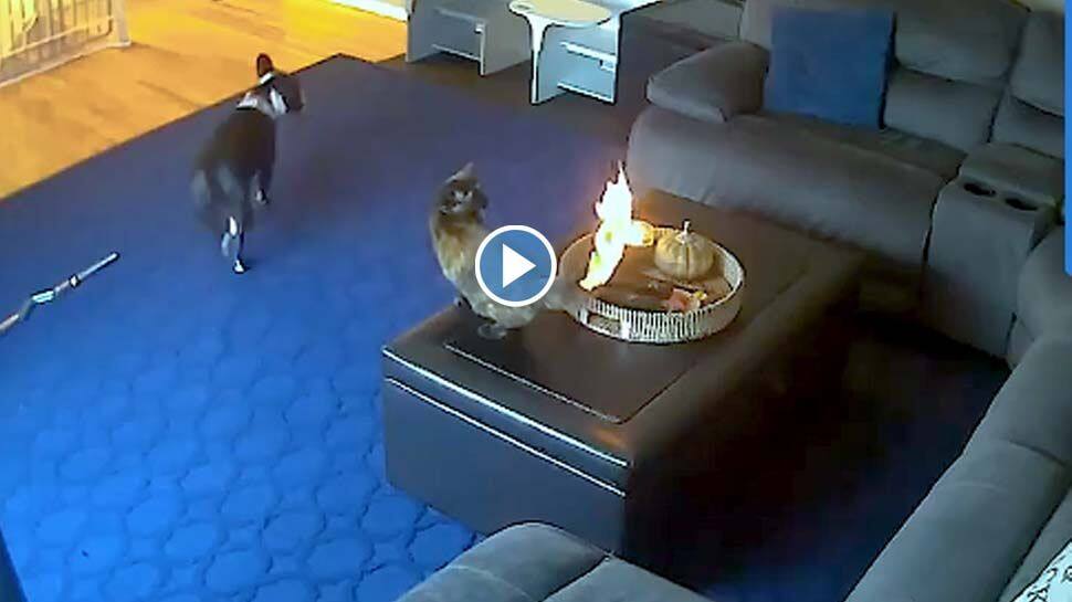 viral-video-of-dog-trying-to-help-a-cat-as-its-tail-catches-fire