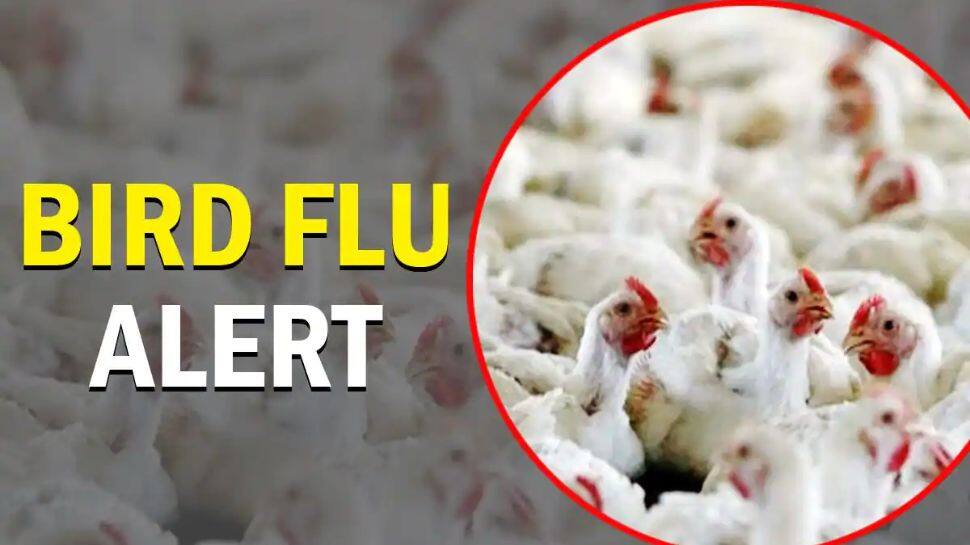 கொரோனா ஒரு பக்கம்! பறவைக் காய்ச்சல் இன்னொரு பக்கம்? உலகத்திற்கே சுகாதார அச்சுறுத்தல்