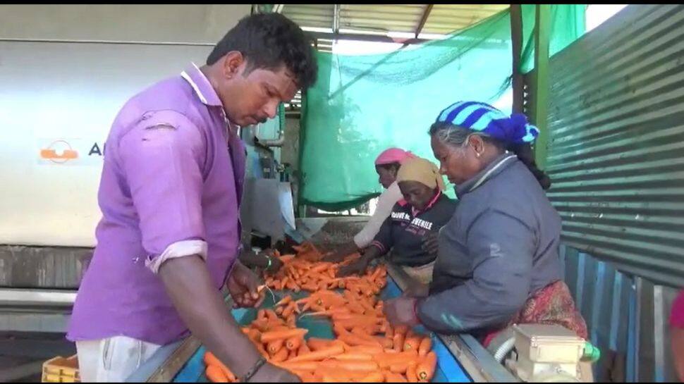 கர்நாடக  கேரட் வருகையால் நீலகிரி கேரட் விலையில் கடும் வீழ்ச்சி!