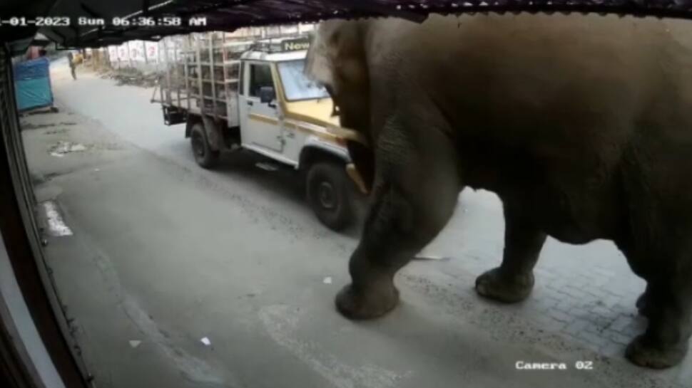 எவ்ளோ பெரிய தந்தம்... ஜஸ்ட் மிஸ்ஸில் தப்பியோடிய நபர் - நீலகிரியில் பரபரப்பு