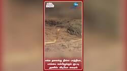வாடா பாத்துர்லாம் நீயா நானானு, பாம்புக்கு பாடம் கற்பித்த அணில்: வீடியோ வைரல்