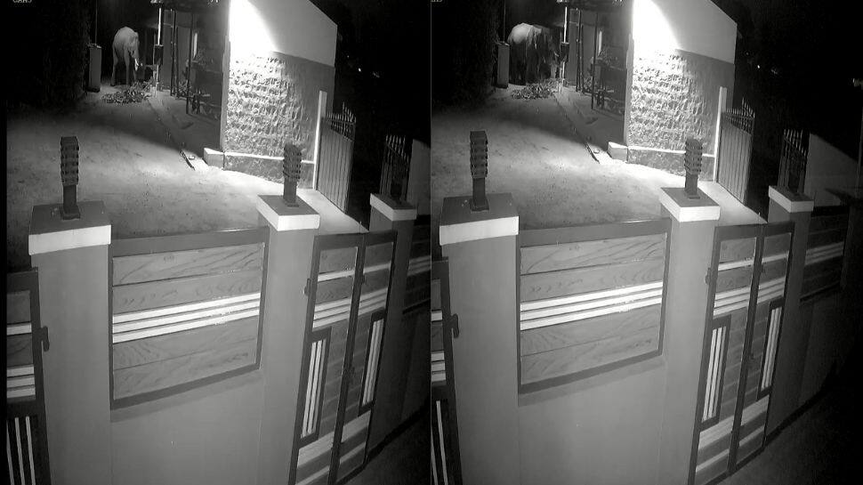 கால்நடை தீவனங்களை கபளீகரம் செய்யும் காட்டு யானைகள்! கோவையில் பரபரப்பு!