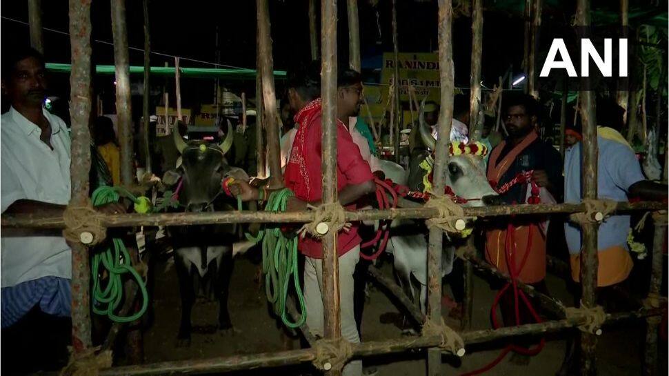 Jallikattu 2023: வாடிவாசல் எப்போது திறக்கும்? ஆவலுடன் காத்திருக்கும் காளையர்கள்