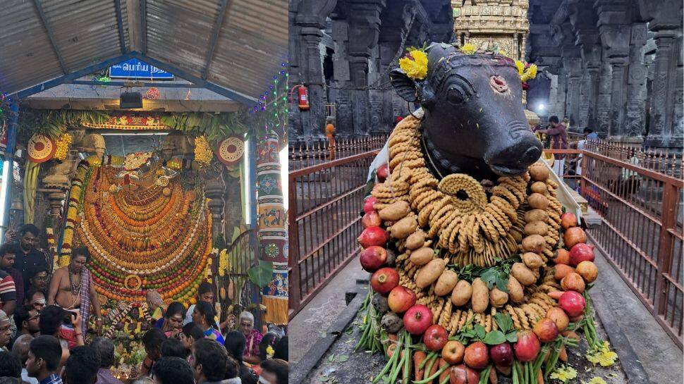 Maattu Pongal: தமிழகம் முழுவதும் விமரிசையாக கொண்டாடப்பட்ட மாட்டுப் பொங்கல் 2023