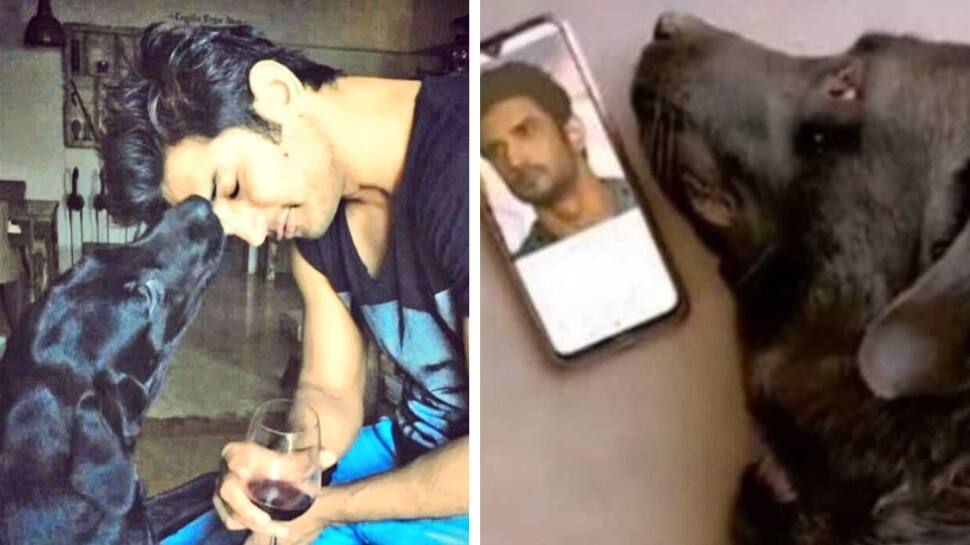 'சொர்க்கத்தில் இணைந்த நண்பர்கள்' உயிரிழந்த செல்ல நாய்... சுஷாந்த் சிங் தங்கை உருக்கமான பதிவு