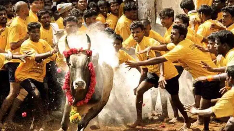 Jallikattu 2023: அனுமதி இன்றி நடைபெற்ற ஜல்லிக்கட்டு: 58 பேர் படுகாயம்