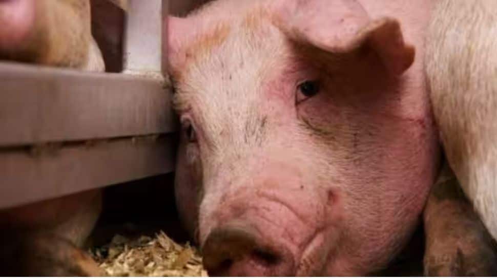 அதிர்ச்சி சம்பவம்! தன்னை கொல்ல வந்த கசாப்பு கடைக்காரரை போட்டுத் தள்ளிய பன்றி!