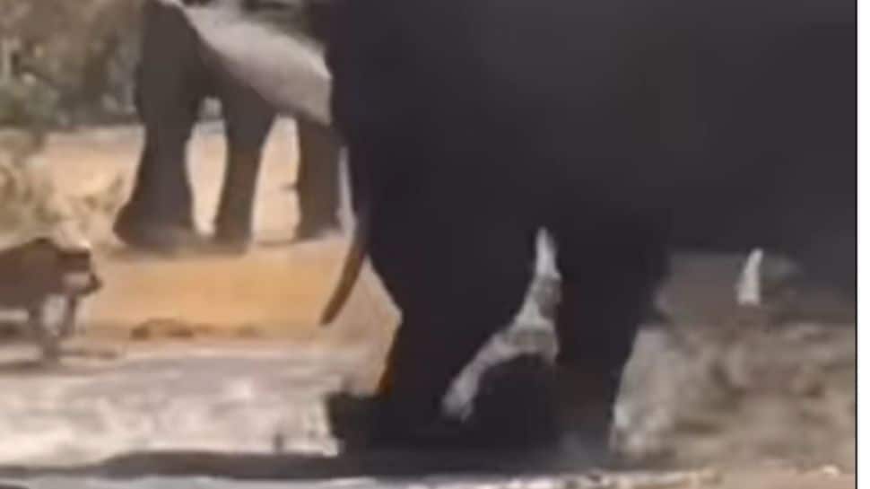 Viral Video: ஒரே மிதி... முதலையை நசுக்கி மானை காப்பாற்றும் யானை..!