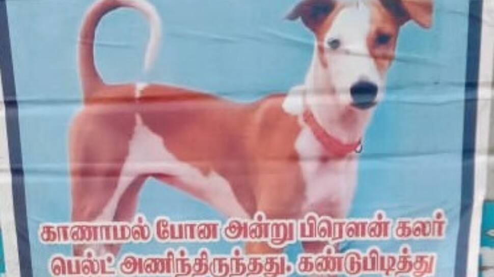பிரௌனி நாயை காணவில்லை... மனதை உருக்கும் மதுரை போஸ்டர்...