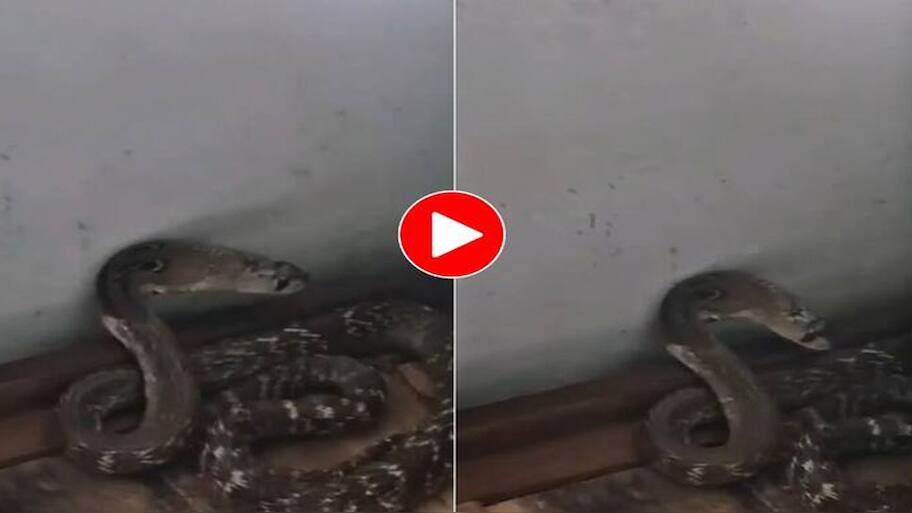 Scary Snake Hidden in Bedroom: See What Happens Next | 'இங்கயும் ...