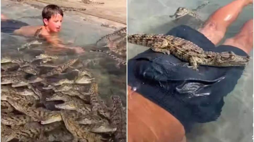 Viral Video of Small Boy Swimming With Crocodile Babies Viral Video