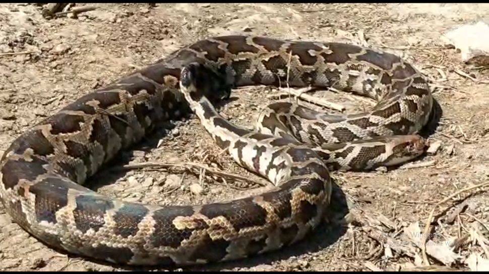 ஆஞ்சநேயர் கோவில் ஆற்றில் 10 அடி நீள மலைபாம்பு! அதிர்ந்து போன பக்தர்கள்! 