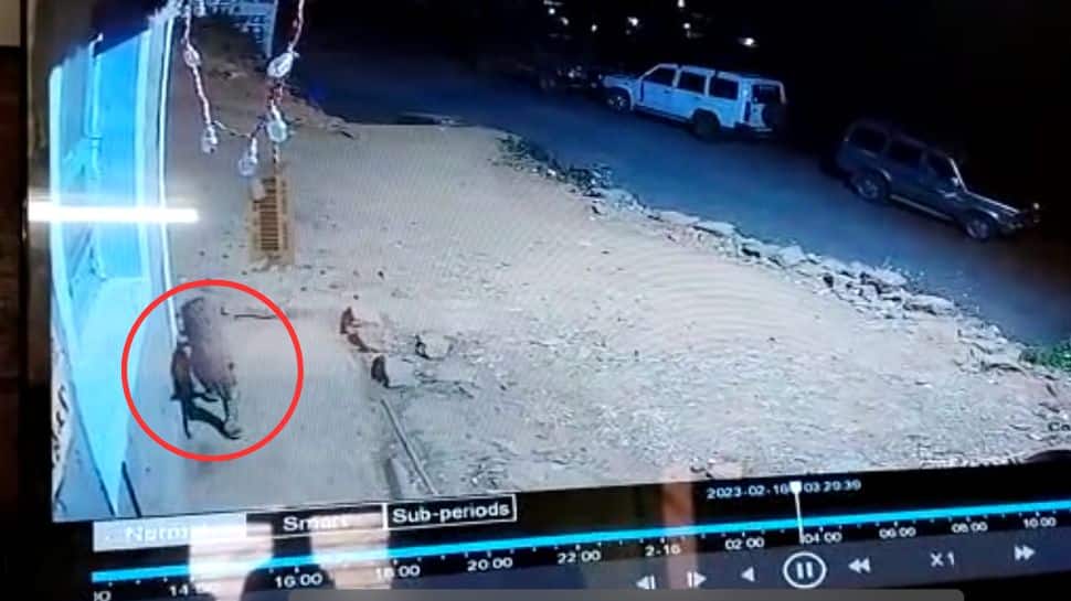 தேனி: கேண்டீனில் கூலாக ரெஸ்ட் எடுக்கும் புலி..! சிசிடிவி காட்சிகள் 