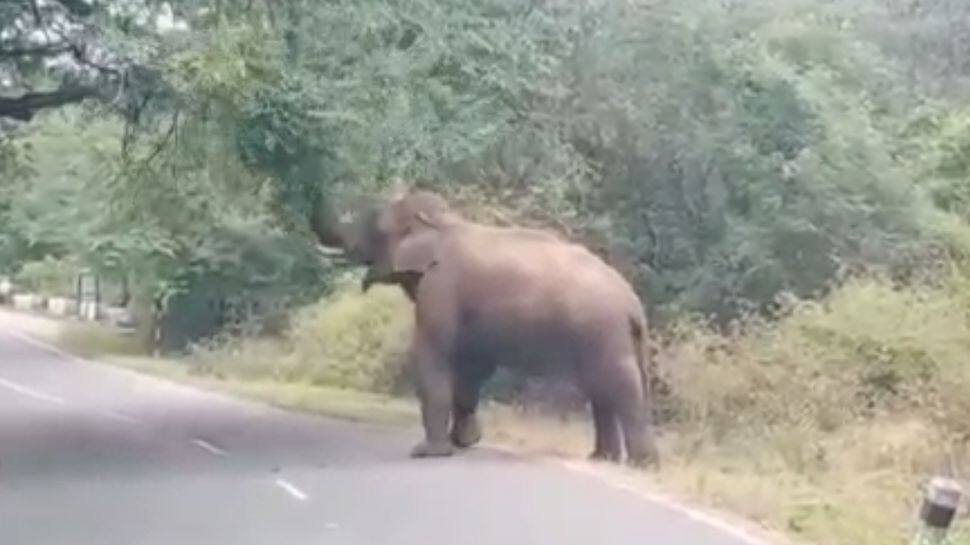 பொள்ளாச்சி: அட்டகாசம் செய்யும் யானை சுள்ளி கொம்பன்; பீதியில் மக்கள்