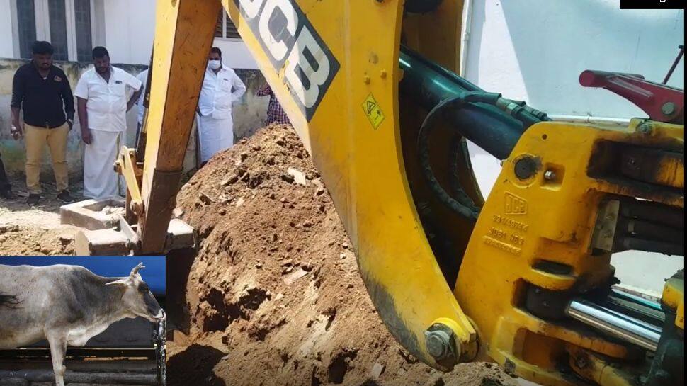 Cow Sacrifice: காங்கிரஸ் கட்சி அலுவலகத்தில் மாந்திரீகம்! முற்றுகிறது மாடு பலி விவகாரம் 