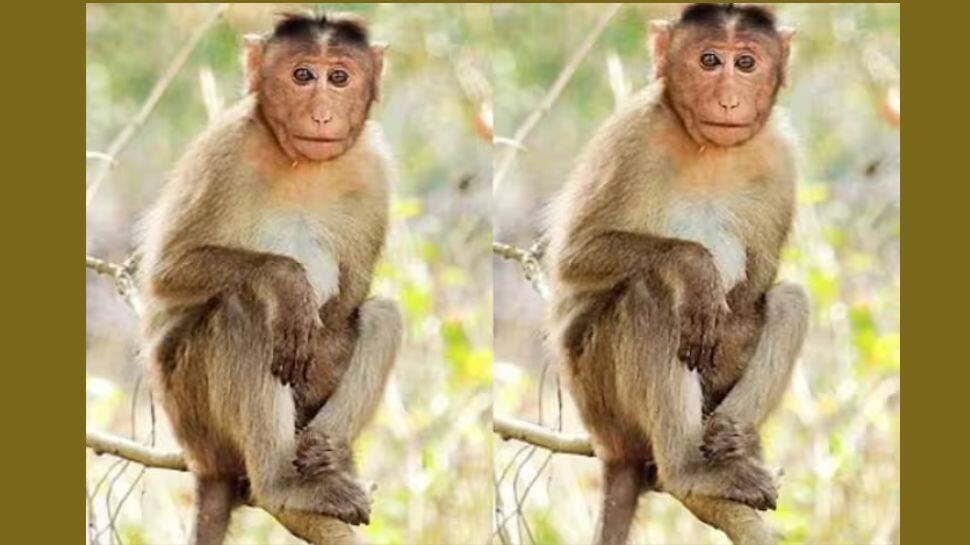 பாகிஸ்தான் சென்ற இந்திய குரங்குக்கு ஏற்பட்டுள்ள சிக்கல்! கை விரிக்கும் வனத்துறை!