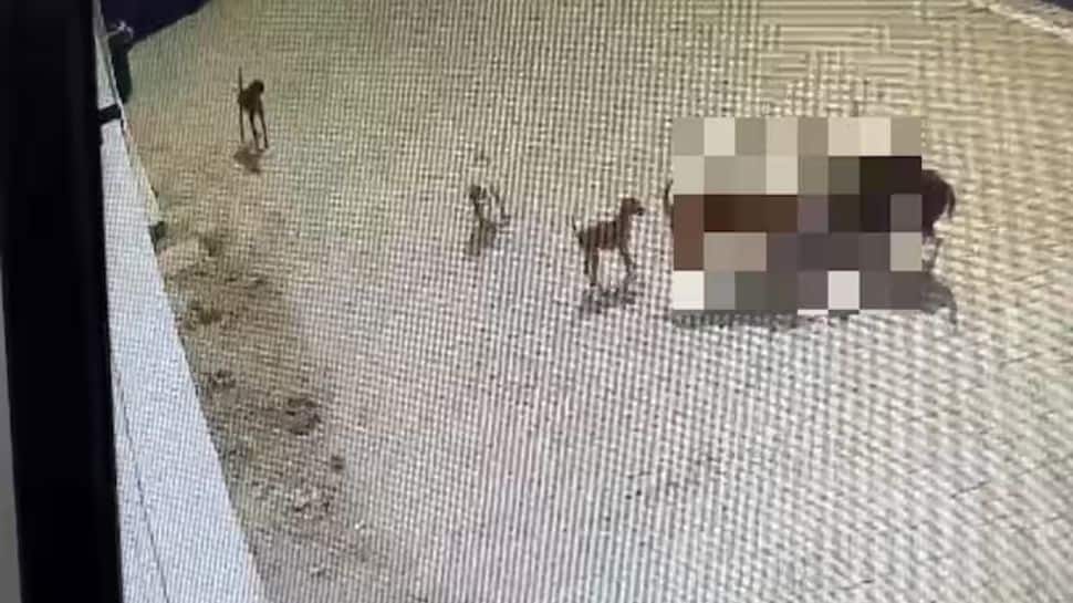 CCTV Video: 5 வயது சிறுவனை கடித்து குதறிய நாய்கள்! கண்ணீர் வரவழைக்கும் வீடியோ!