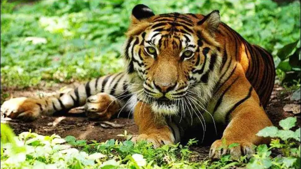 2 மாதங்களில் 30 புலிகள் இந்தியாவில் இறப்பு... என்ன காரணம்?